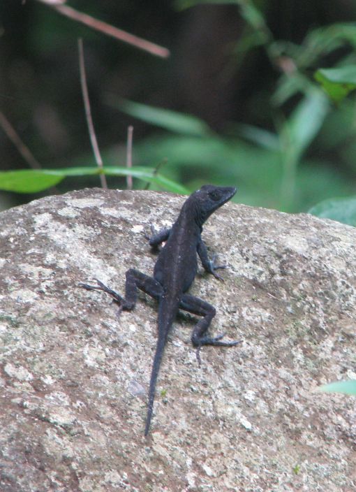 lucertola cubana